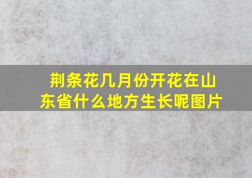 荆条花几月份开花在山东省什么地方生长呢图片