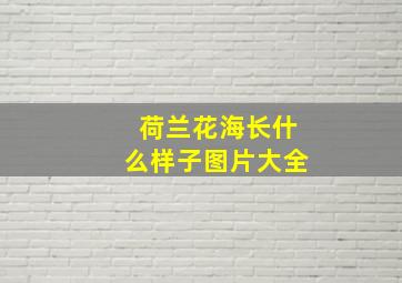 荷兰花海长什么样子图片大全