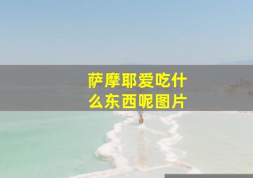 萨摩耶爱吃什么东西呢图片