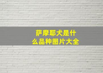 萨摩耶犬是什么品种图片大全