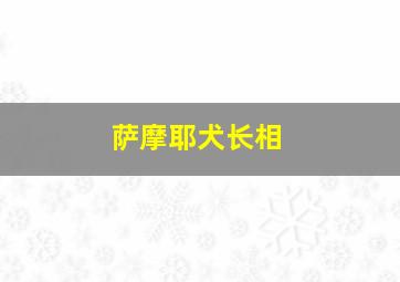 萨摩耶犬长相