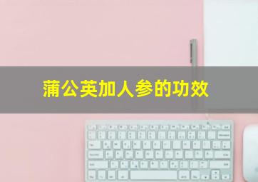 蒲公英加人参的功效