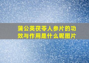 蒲公英茯苓人参片的功效与作用是什么呢图片