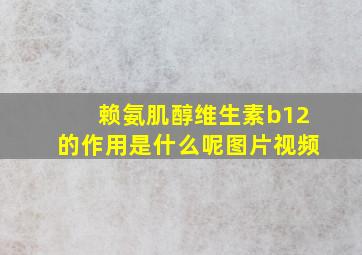 赖氨肌醇维生素b12的作用是什么呢图片视频