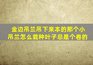 金边吊兰吊下来本的那个小吊兰怎么栽种叶子总是个卷的