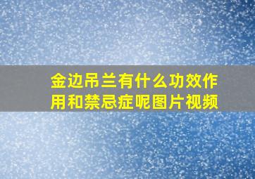 金边吊兰有什么功效作用和禁忌症呢图片视频