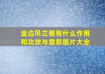 金边吊兰根有什么作用和功效与禁忌图片大全