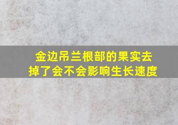 金边吊兰根部的果实去掉了会不会影响生长速度