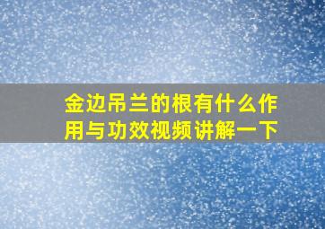 金边吊兰的根有什么作用与功效视频讲解一下