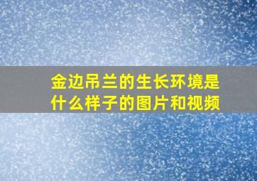 金边吊兰的生长环境是什么样子的图片和视频