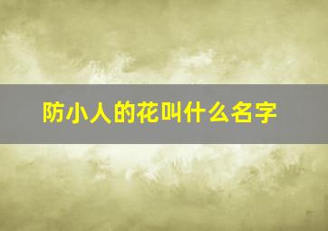 防小人的花叫什么名字