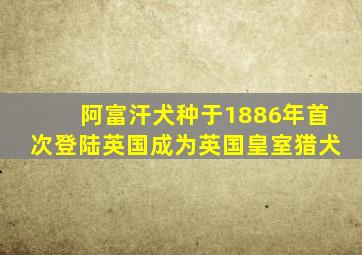 阿富汗犬种于1886年首次登陆英国成为英国皇室猎犬