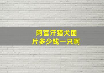 阿富汗猎犬图片多少钱一只啊