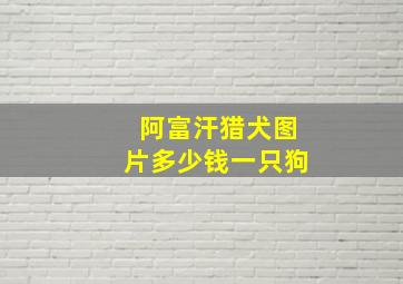 阿富汗猎犬图片多少钱一只狗