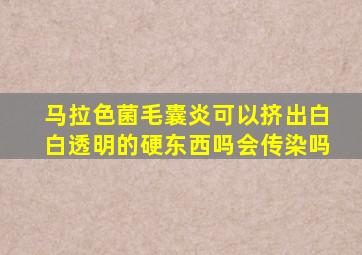 马拉色菌毛囊炎可以挤出白白透明的硬东西吗会传染吗