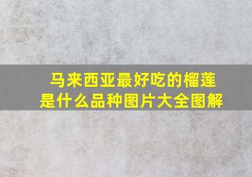 马来西亚最好吃的榴莲是什么品种图片大全图解