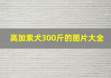 高加索犬300斤的图片大全