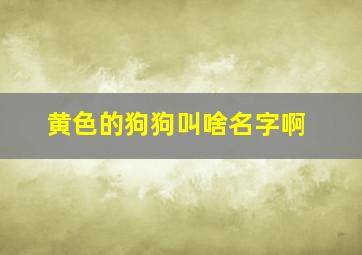 黄色的狗狗叫啥名字啊